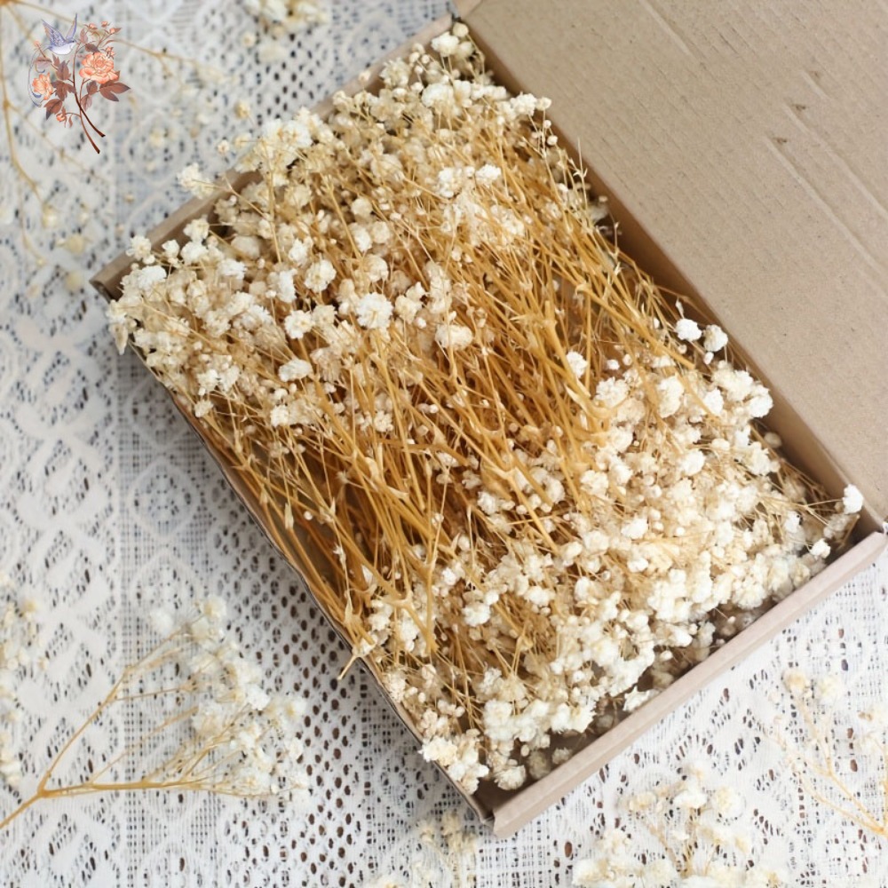 Embellish Craft - 100 mini-fleurs séchées de gypsophile pour